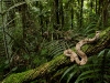 rainforest