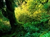 rainforest